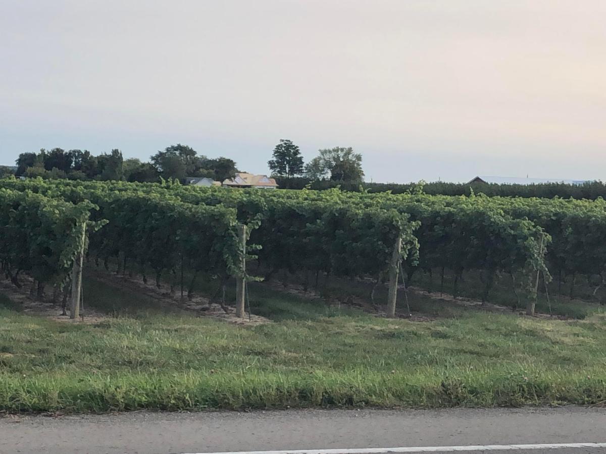 Villa In The Vines Niagara-on-the-Lake Dış mekan fotoğraf